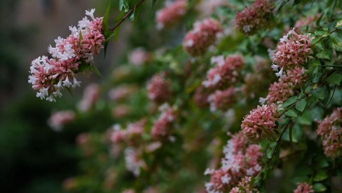 Get It Growing: Abelias produce beautiful blooms, attract pollinators